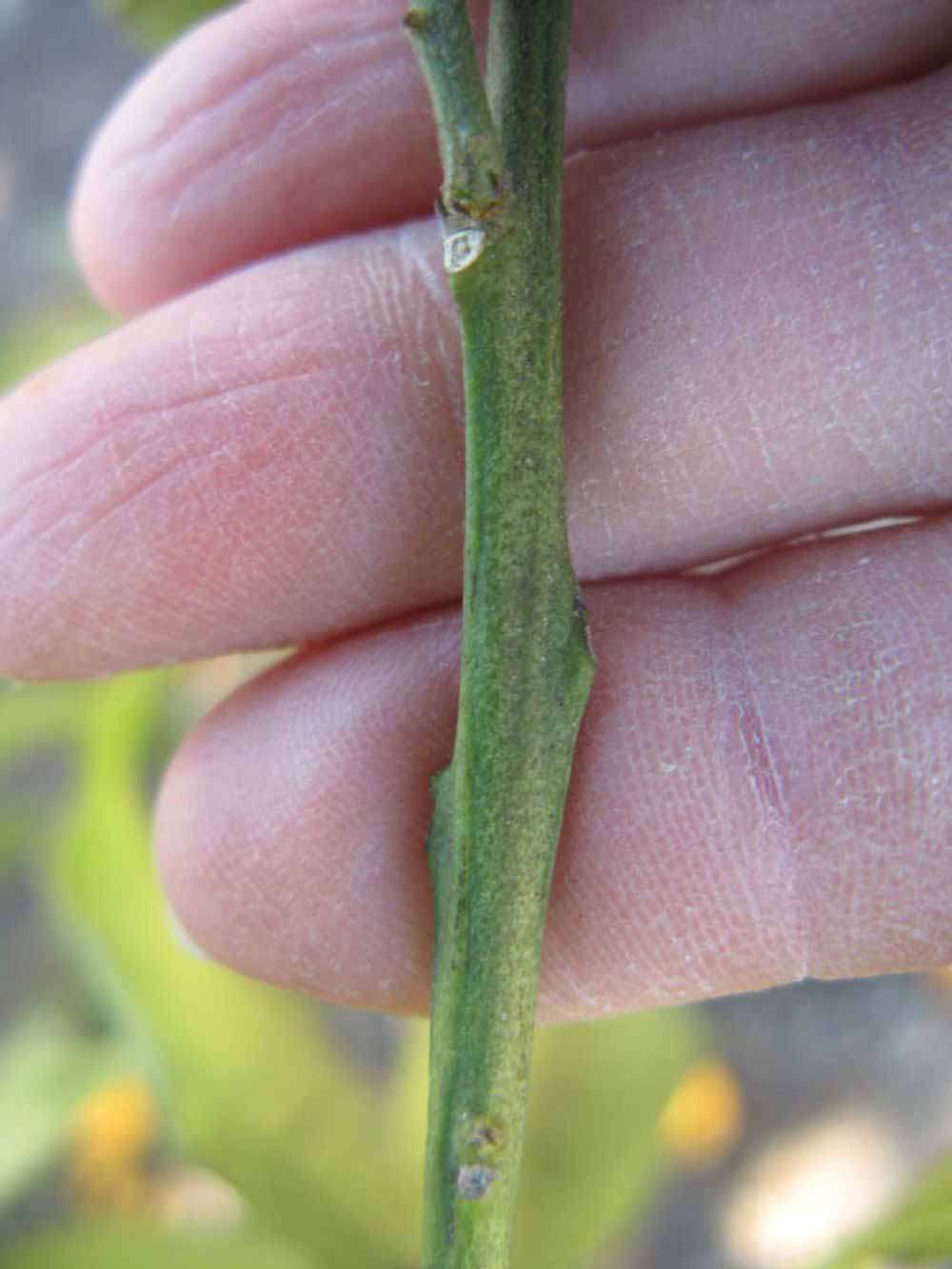              First year twig (Winter Haven, FL)       